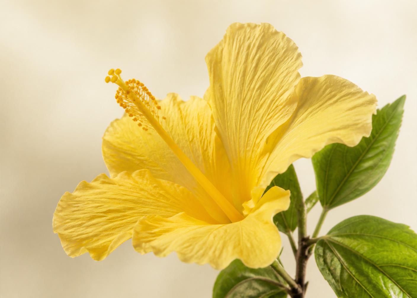 Yellow maʻo hau hele hibiscus blossom, the native Hawaiian state flower