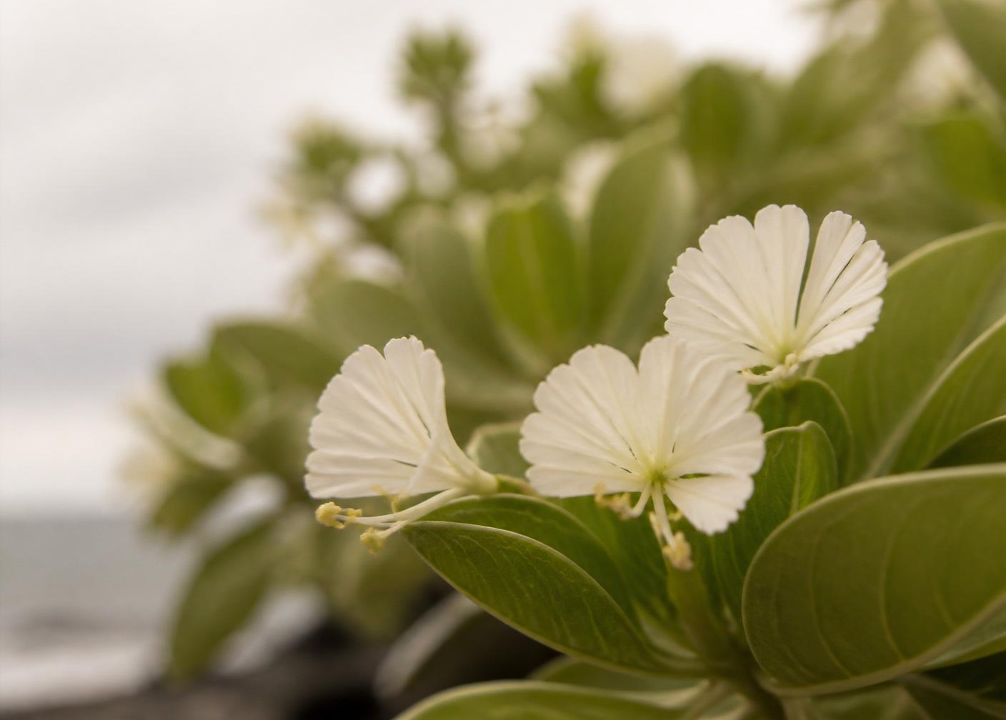 White naupaka half-flowers among green coastal leaves