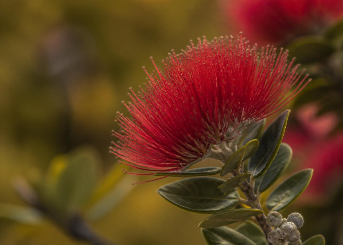 Red ʻōhiʻa lehua blossom with fine stamens on a branch