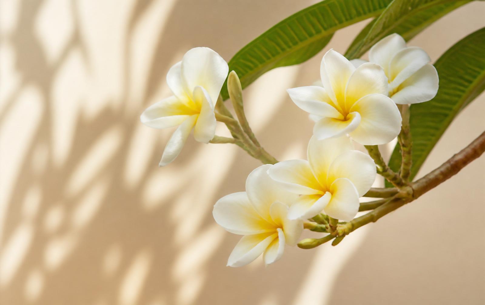 Cluster of white and yellow plumeria blossoms against a warm ivory wall