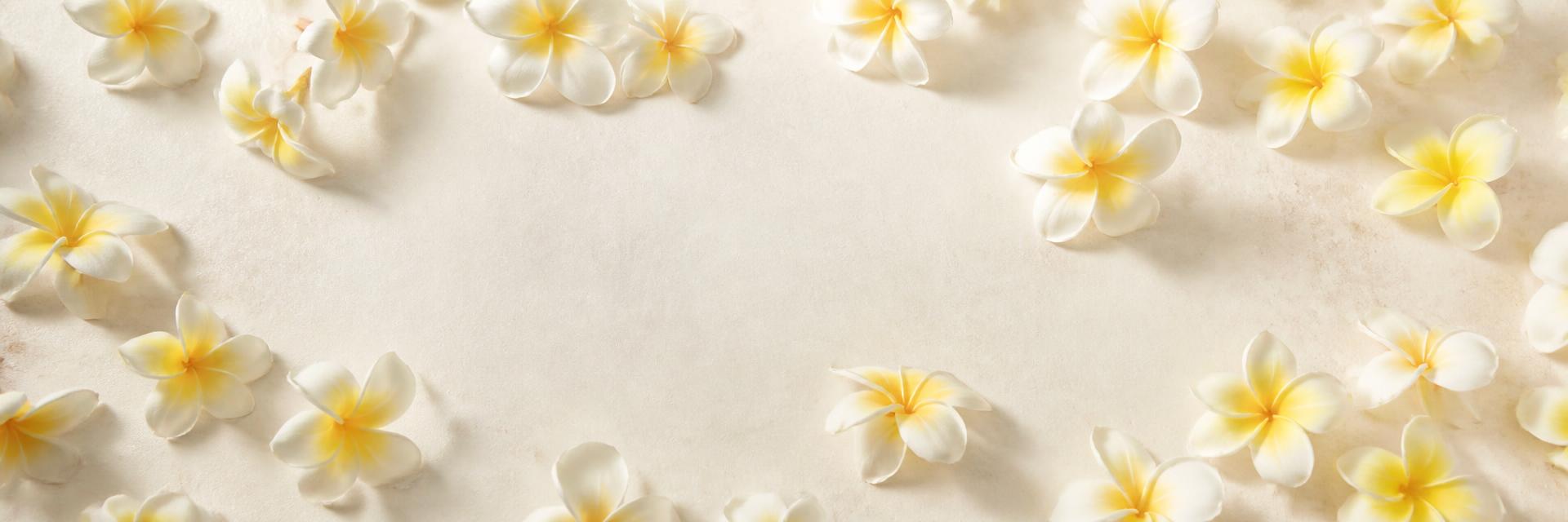 Plumeria blossoms scattered on a warm ivory surface